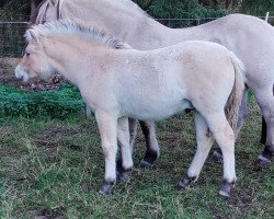 Pferd Julius (Fjordpferd, 2022, von Jonathan)