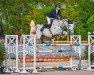 jumper Cumberland 7 (German Sport Horse, 2012, from Colestus)