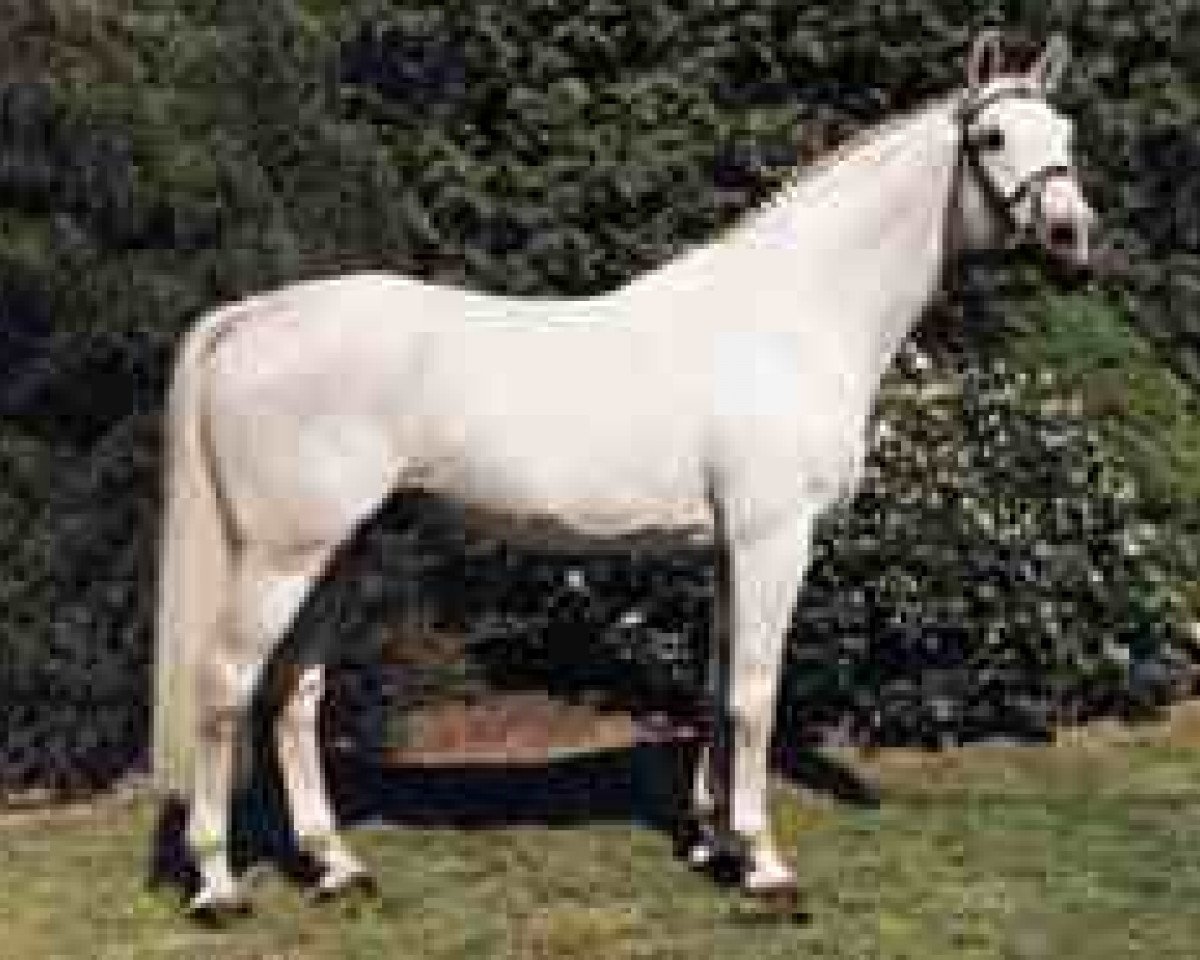stallion Gibraltar (Hanoverian, 1978, from Goldpilz)