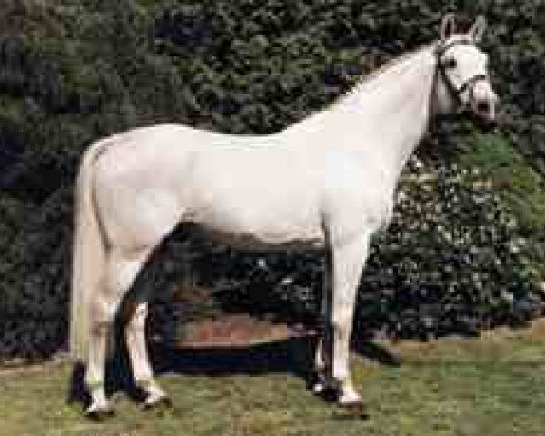 stallion Gibraltar (Hanoverian, 1978, from Goldpilz)