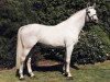 stallion Gibraltar (Hanoverian, 1978, from Goldpilz)