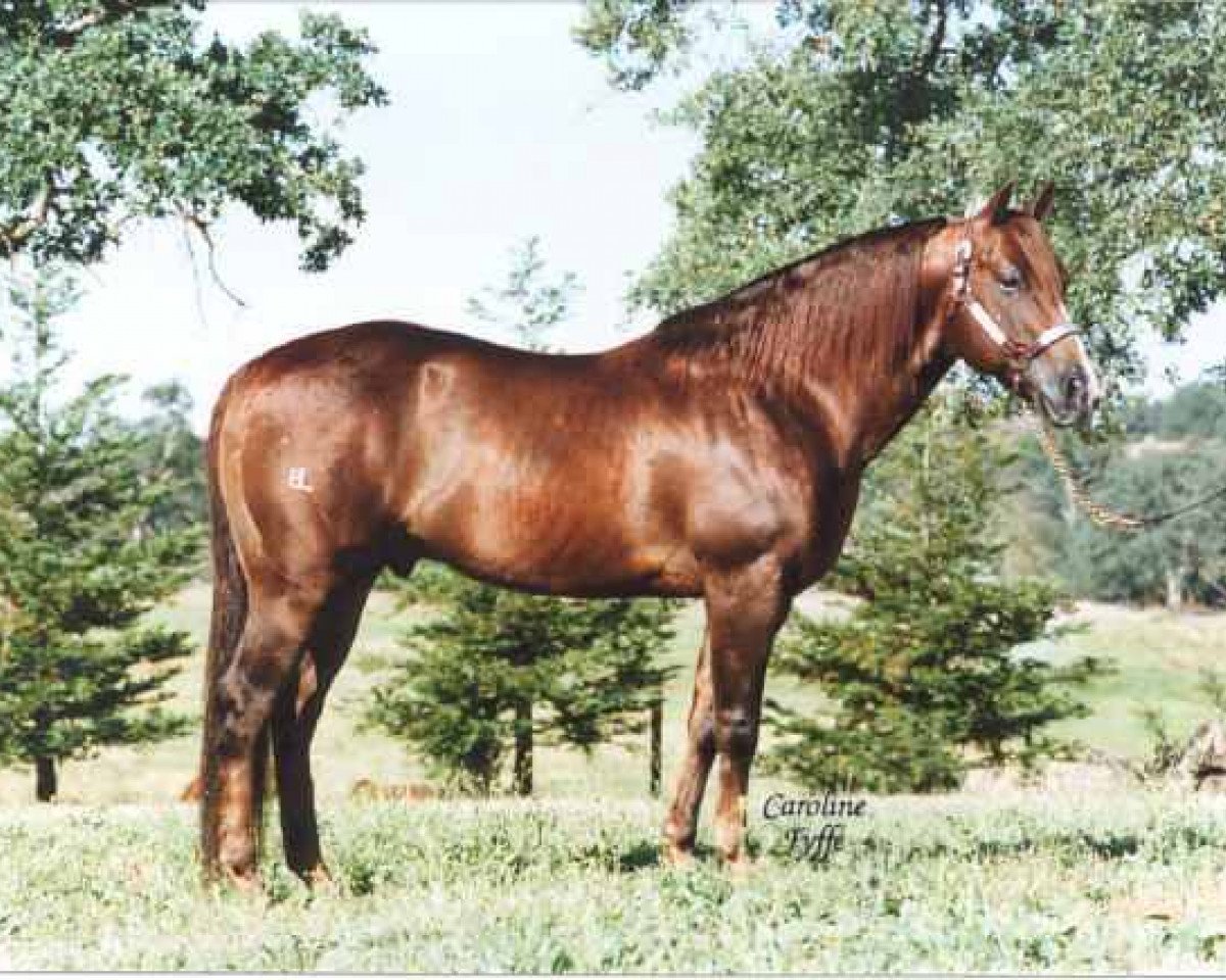 stallion Topsail Cody (Quarter Horse, 1977, from Joe Cody)