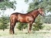 stallion Topsail Cody (Quarter Horse, 1977, from Joe Cody)