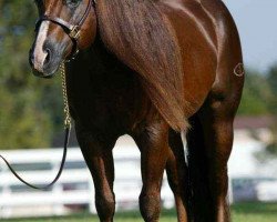 stallion Magnum Chic Dream (Quarter Horse, 1996, from Smart Chic Olena)