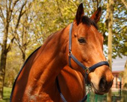 jumper Zorro 344 (KWPN (Royal Dutch Sporthorse), 2004, from Hold Up Premier)