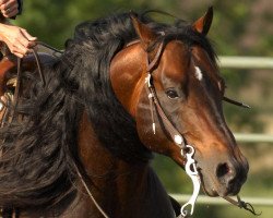 Deckhengst Heza Sure Whiz (Quarter Horse, 2000, von Topsail Whiz)