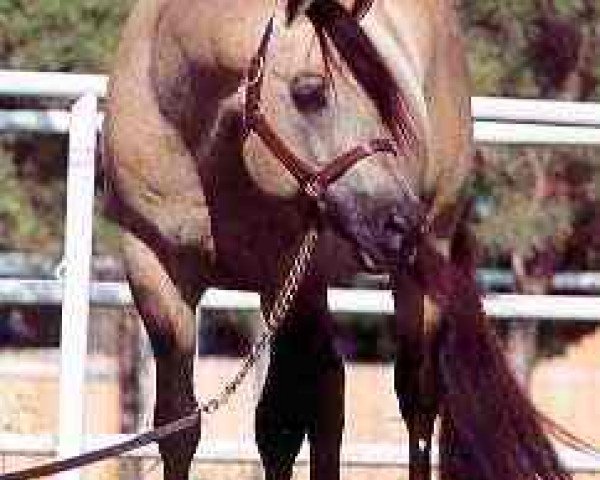 stallion Hollywood Dun It (Quarter Horse, 1983, from Hollywood Jac 86)