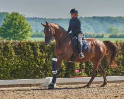 dressage horse Top Girl 10 (Hanoverian, 2016, from Top Gear)