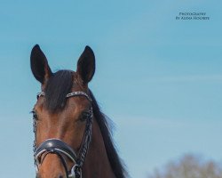 dressage horse Fashion Girl 17 (Hanoverian, 2016, from Fürst Belissaro)