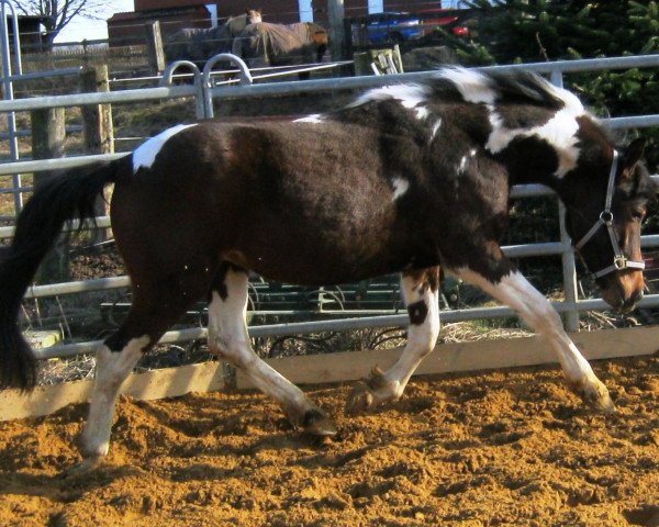 horse Ojayit Little Cookie (Lewitzer, 2009, from Onko)