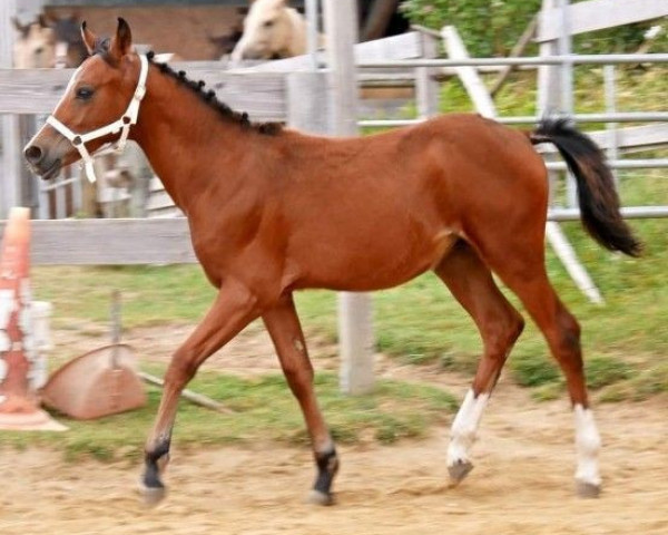 horse Whynot Taza Bashir (Pinto / Pony, 2022, from Taza Bajan)