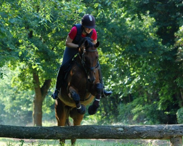 horse Long Time (Hanoverian, 1997, from Longchamp)