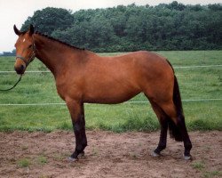 broodmare K-Jennyfee (Holsteiner, 1995, from Feenspross xx)