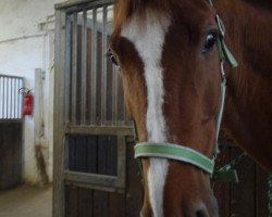 dressage horse Amanda 228 (Rhinelander, 2000, from Aldato)