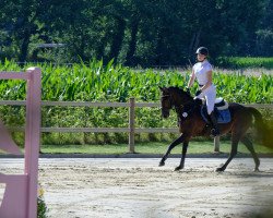 Springpferd Gismo N (Deutsches Reitpony, 2006, von Grisu N)