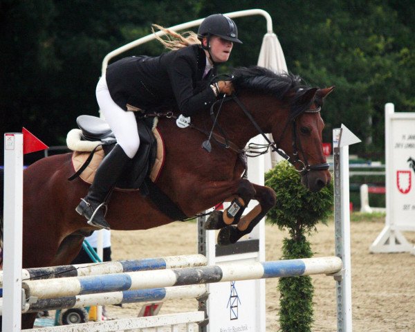 jumper Dino 331 (German Riding Pony, 1999, from Derengo)
