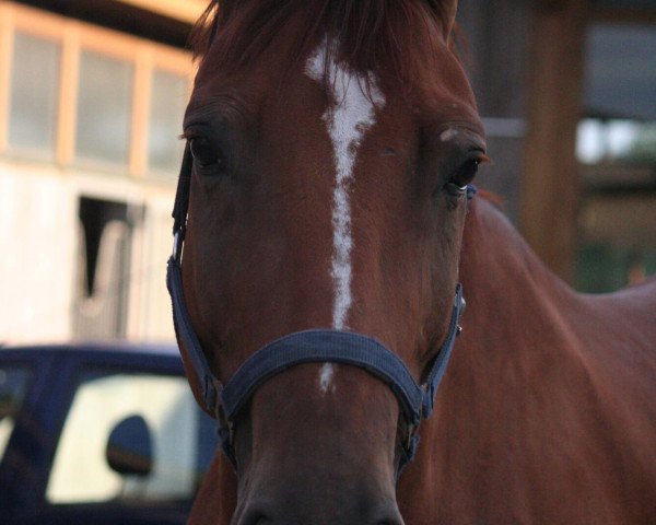 horse Raymann (Westphalian, 2004, from Rubinus)