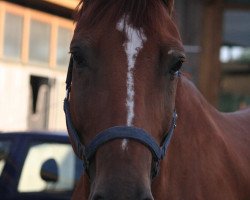 Pferd Raymann (Westfale, 2004, von Rubinus)