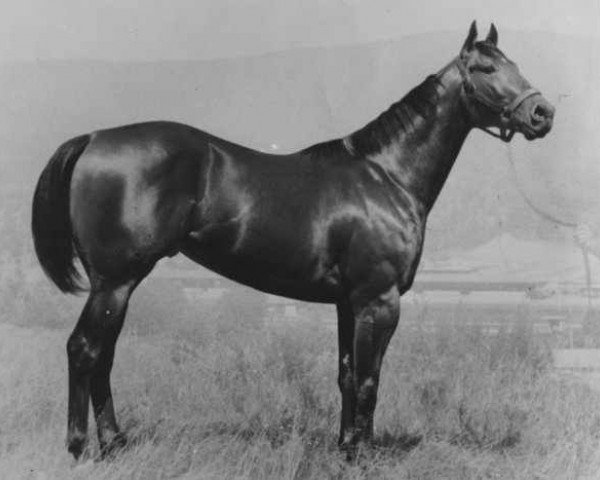 stallion Jet Deck (Quarter Horse, 1960, from Moon Deck)