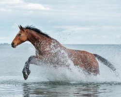 broodmare Constancia (Westphalian, 2004, from Cornet Obolensky)