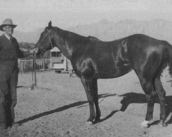 Deckhengst Clabber (Quarter Horse, 1936, von My Texas Dandy)
