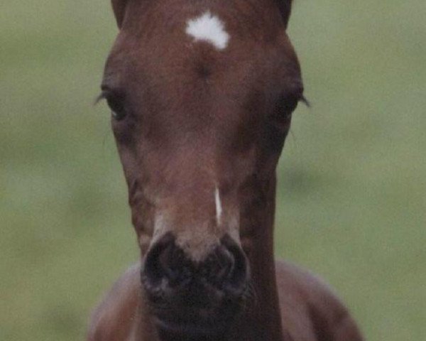 broodmare Ballsouris F (Trakehner, 2004, from Heraldik xx)