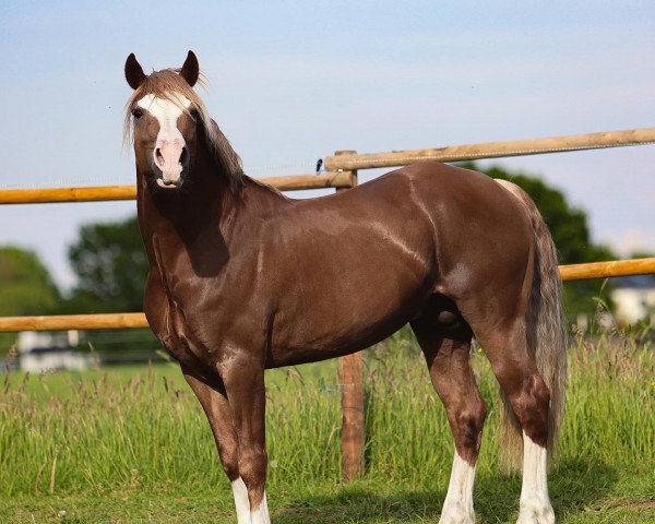 Deckhengst Llanan Caradog (Welsh-Cob (Sek. D),  )