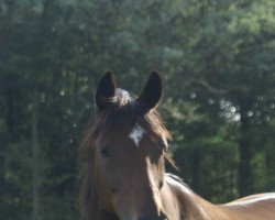 broodmare Ballmelody F (Trakehner, 2001, from Lauries Crusador xx)