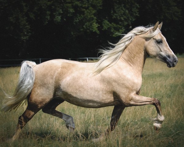 Zuchtstute Taraco Mililani (Welsh-Cob (Sek. D), 2016, von Trevallion Enzo)