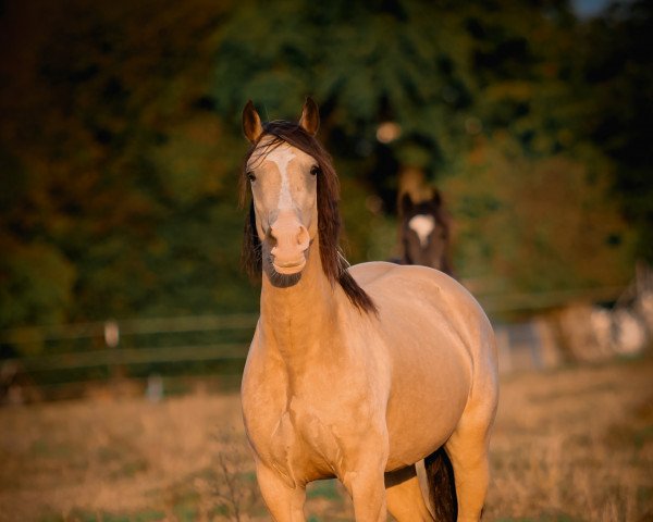 broodmare Arvalon Macarena Mai (Welsh-Cob (Sek. D), 2017, from Llanmorlais Express)