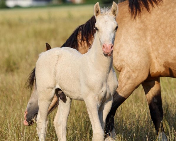 horse Anima Janto (Welsh-Cob (Sek. D),  , from Horeb JD)