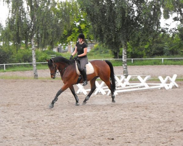 Pferd Ballcarino F (Trakehner, 2002, von Roncalli xx)