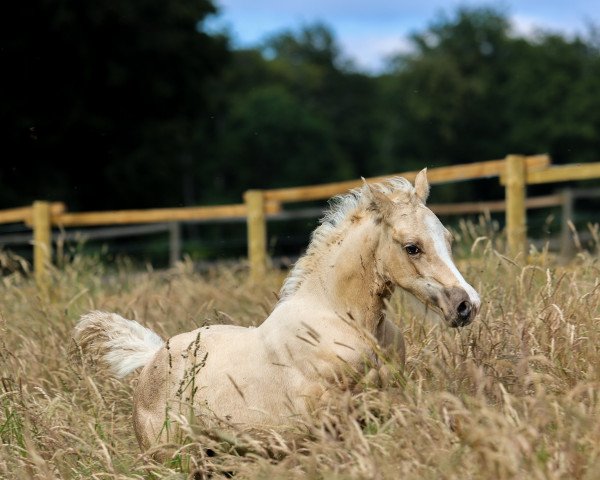 horse Anima Casu (Welsh-Cob (Sek. D),  , from Llanan Caradog)