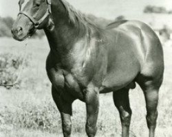 Deckhengst Blondy's Dude (Quarter Horse, 1957, von Small Town Dude)