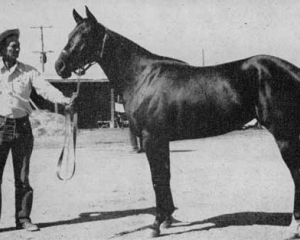 Zuchtstute Black Easter Bunny (Quarter Horse, 1949, von Hysition xx)