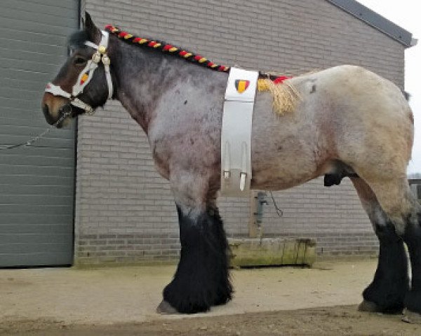 stallion Max van Schermershoek van Vlaams-Brabant (Brabant/Belgian draft horse, 2012, from Matteo van 't Rietenhof)