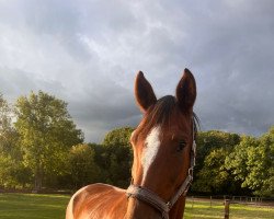 dressage horse Spyro B (Hanoverian, 2014, from Scuderia)