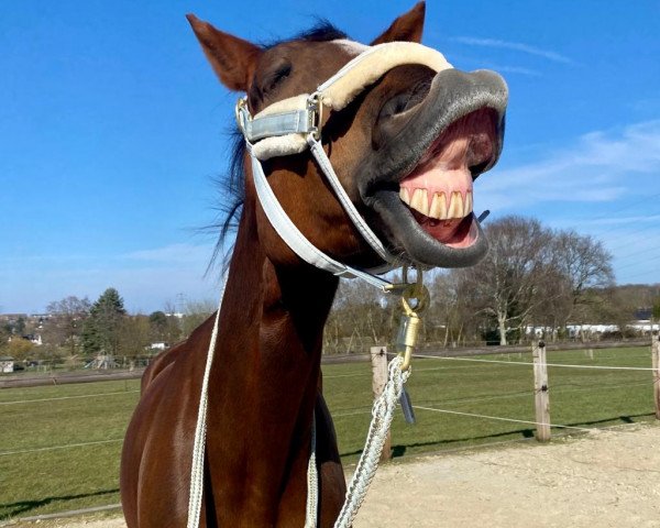 Dressurpferd Spyro B (Hannoveraner, 2014, von Scuderia)