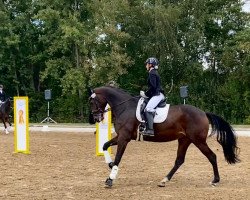 dressage horse Aenna (Oldenburg, 2017, from Ac-Dc 4)