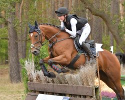 dressage horse Hippo's Novelle (Trakehner, 2012, from Long Deal)