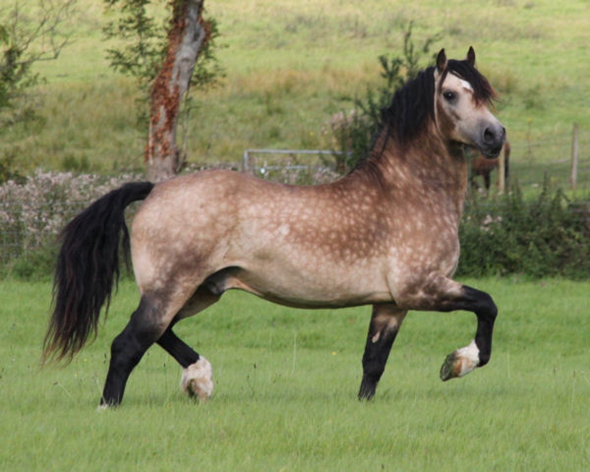 stallion Kallistalodge Mattie (Welsh-Cob (Sek. D), 2006, from Trevallion Jumping Jack Flash)