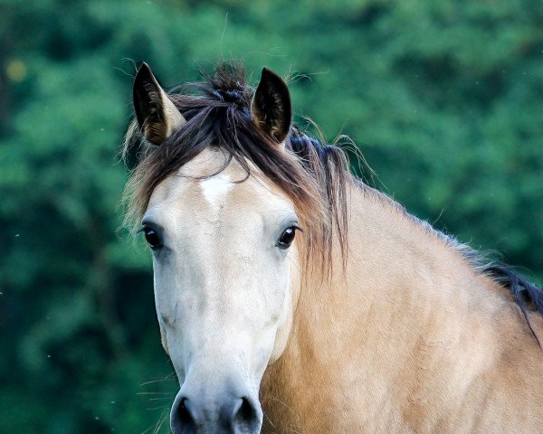 Zuchtstute Glyncoch Honeysuckle (Welsh-Cob (Sek. D), 2016, von Kallistalodge Mattie)