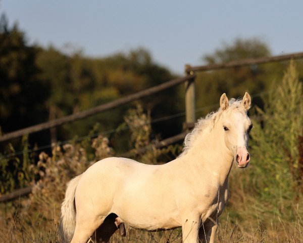 horse Anima Jimber (Welsh-Cob (Sek. D),  , from Horeb JD)