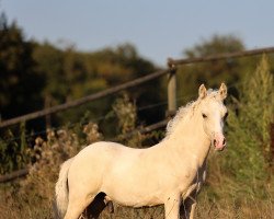 Pferd Anima Jimber (Welsh-Cob (Sek. D), von Horeb JD)