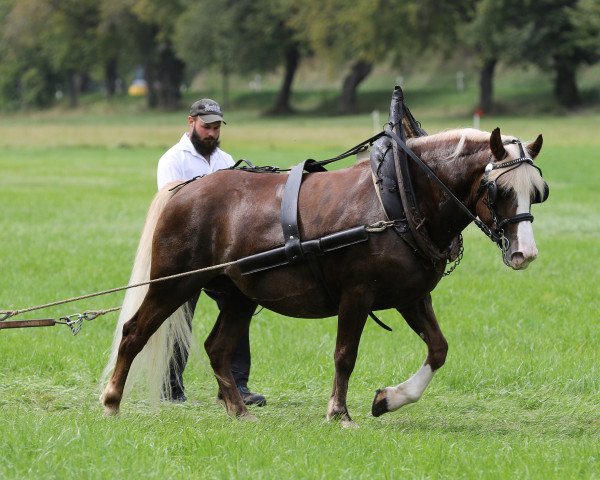 Zuchtstute Petra (Schwarzwälder Kaltblut, 2017, von Roter Milan)