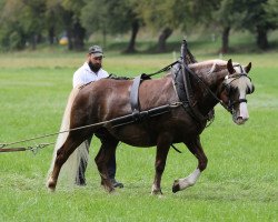 broodmare Petra (Black Forest Horse, 2017, from Roter Milan)