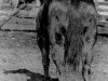 Deckhengst Bert (Quarter Horse, 1934, von Tommy Clegg)