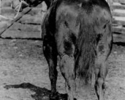 Deckhengst Bert (Quarter Horse, 1934, von Tommy Clegg)