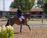 dressage horse Bella Rosa 9 (German Sport Horse, 2016, from Barroso)