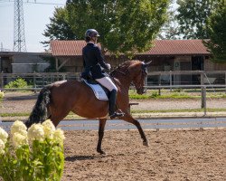 dressage horse Bella Rosa 9 (German Sport Horse, 2016, from Barroso)